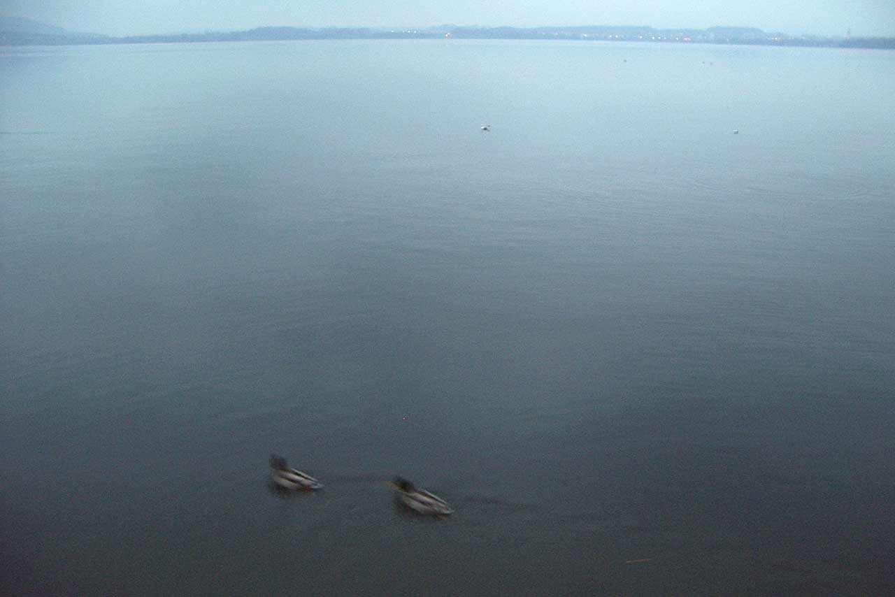 zwei enten auf stiller wasserfläche im morgenlicht